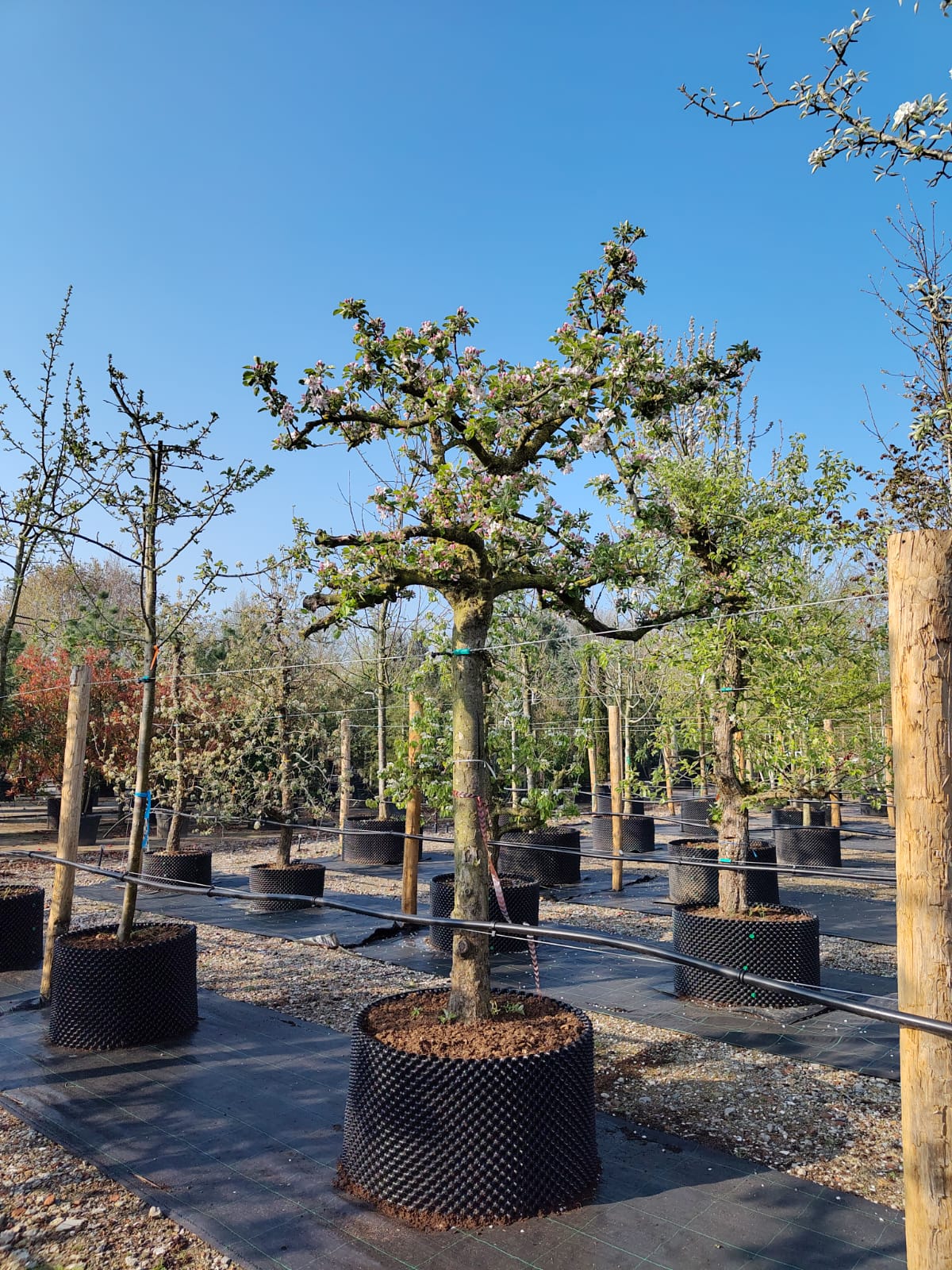 Appelboom 'Elstar' | Halfstam