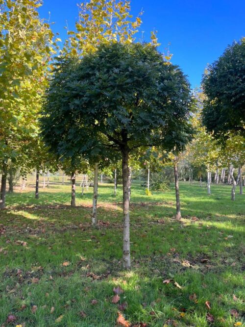 Bol Es 'Mecsek' | Hoogstam