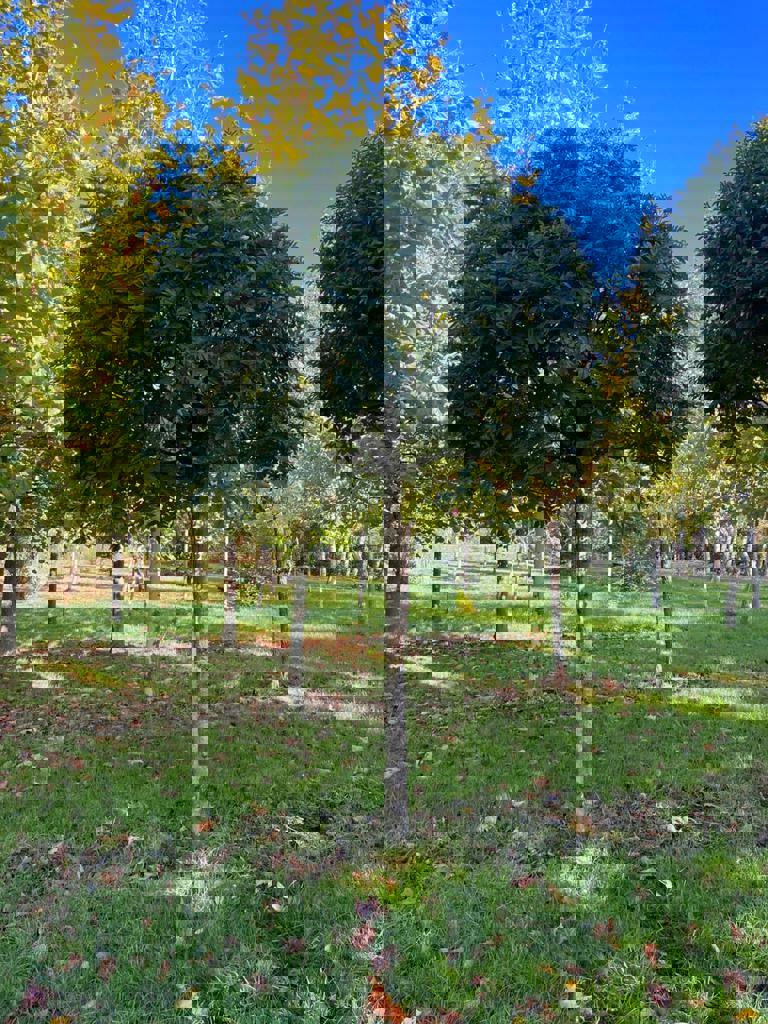 Bol Es 'Mecsek' | Hoogstam