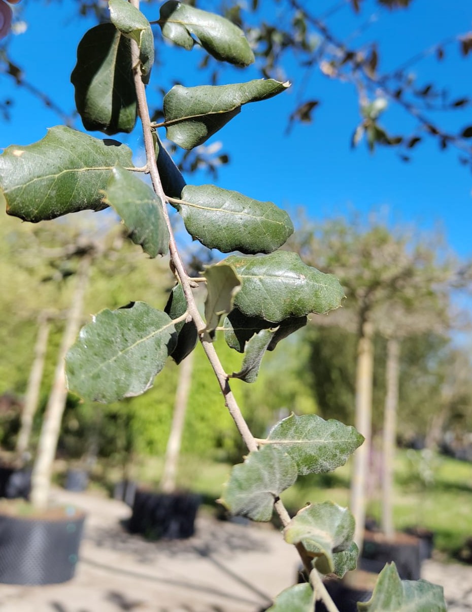 Kurkeik | Dubbelstam Karakterboom