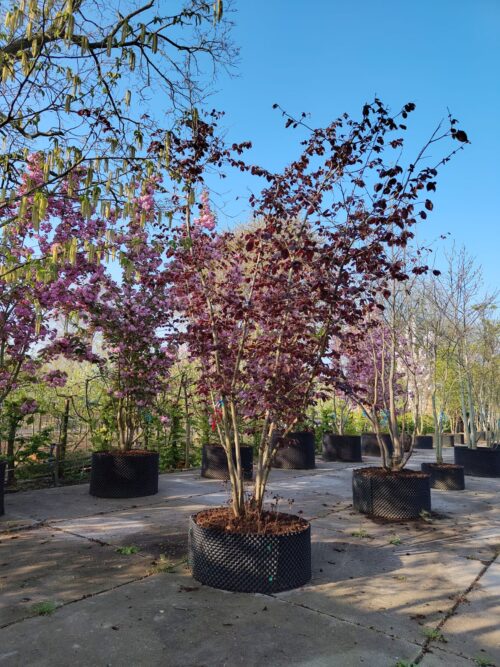 Bruine Hazelaar | Meerstammig