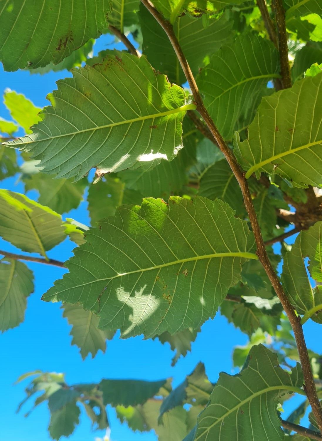 Fladderiep | Hoogstam