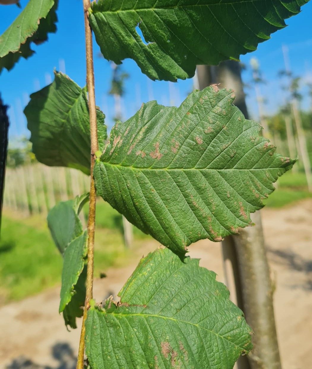 Fladderiep | Hoogstam