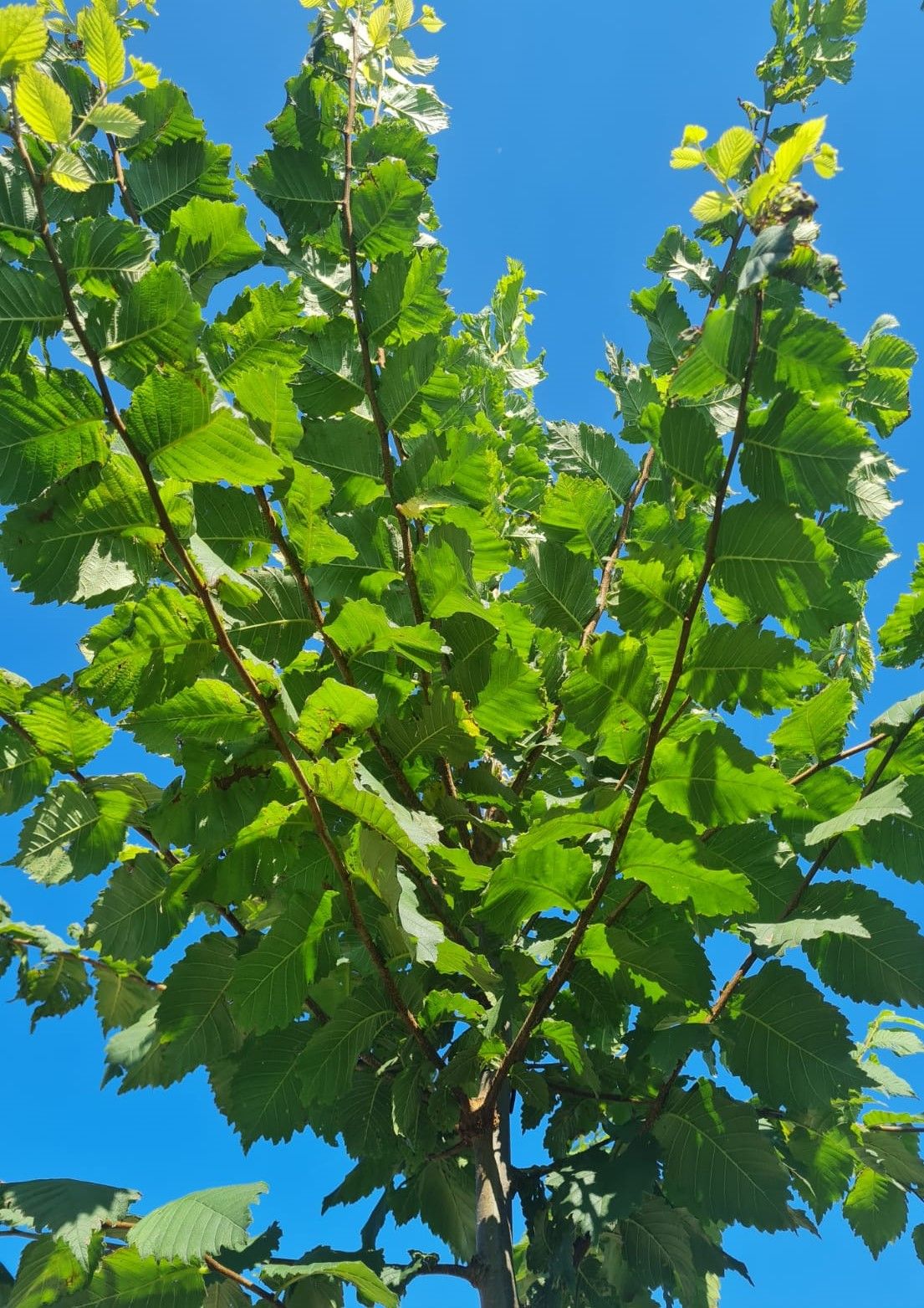 Fladderiep | Hoogstam