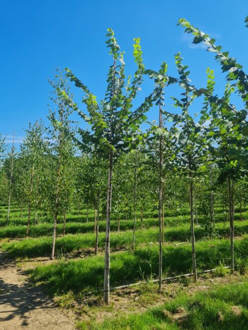 Fladderiep | Hoogstam