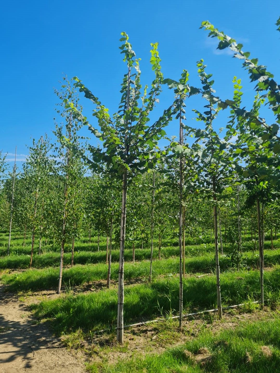 Fladderiep | Hoogstam