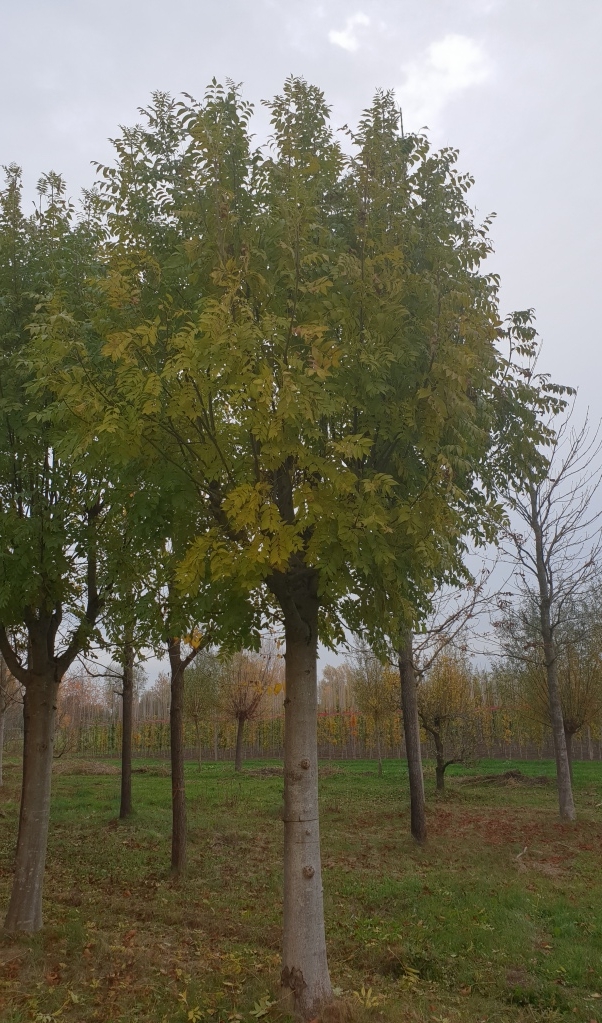 Gewone Es | Knotvorm