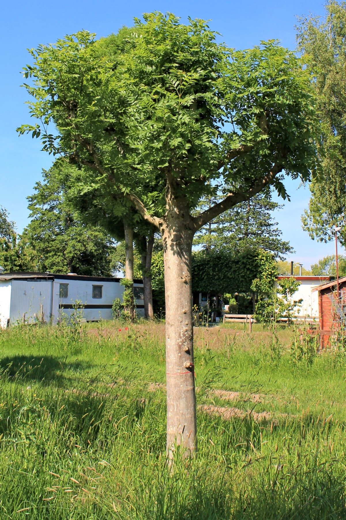 Gewone Es | Knotvorm