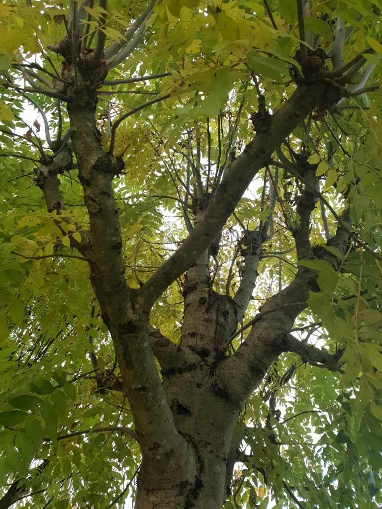 Gewone Es | Knotvorm