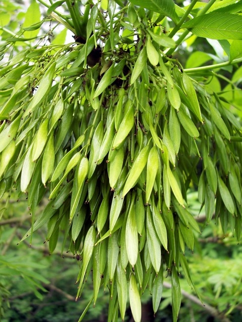 Gewone Es | Knotvorm