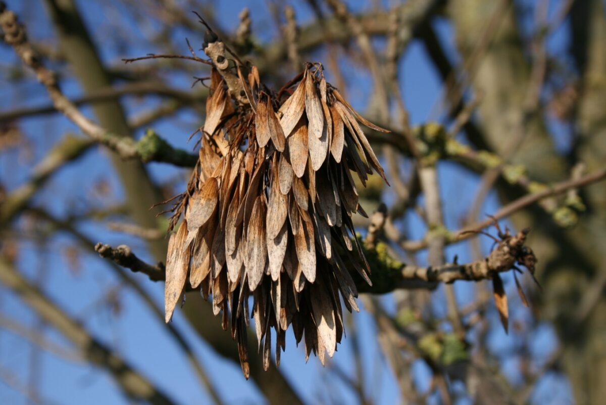 Gewone Es | Knotvorm