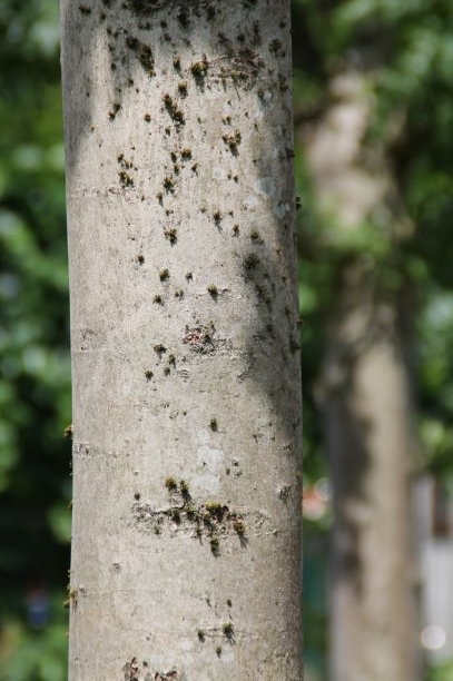 Gewone Es | Knotvorm