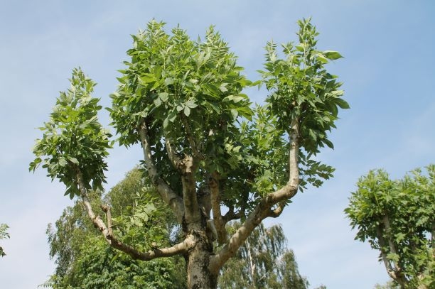 Gewone Es | Knotvorm