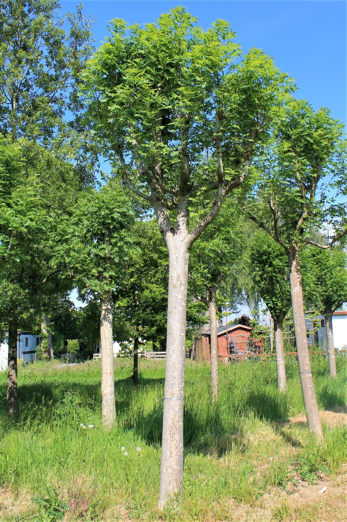 Gewone Es | Knotvorm