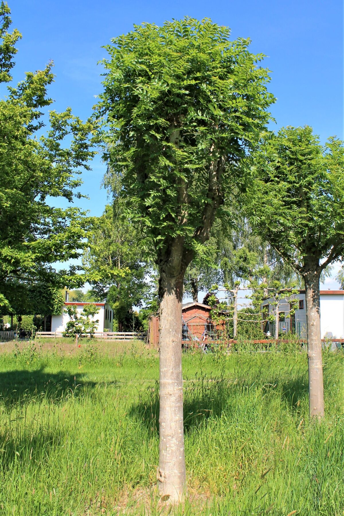 Gewone Es | Knotvorm