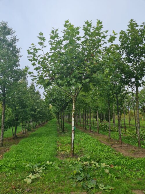 Plataan | Franse knotvorm