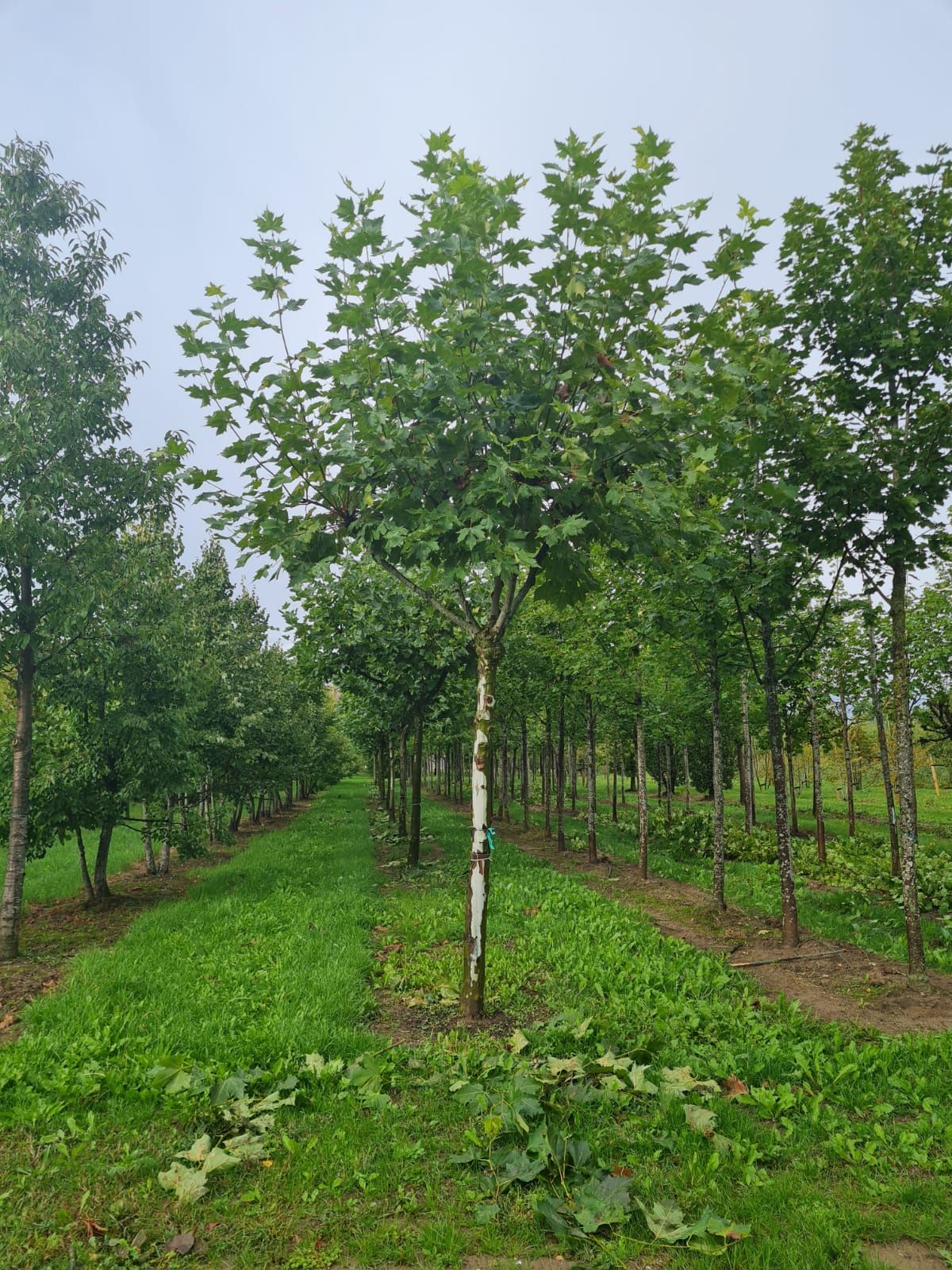 Plataan | Franse knotvorm