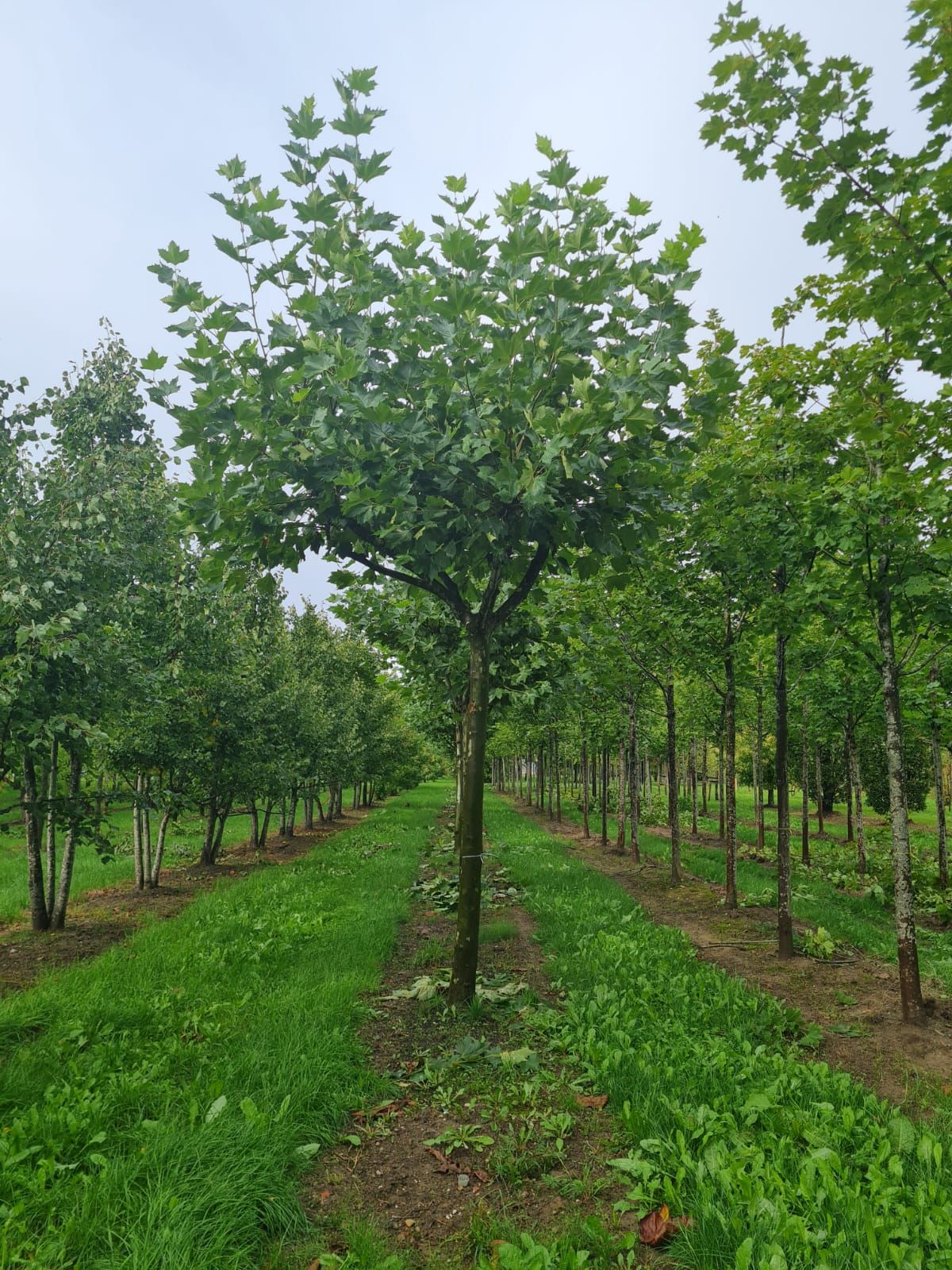 Plataan | Franse knotvorm