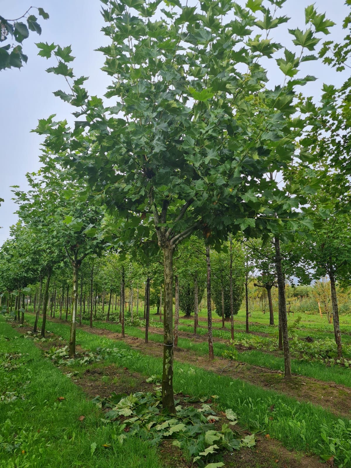 Plataan | Franse knotvorm