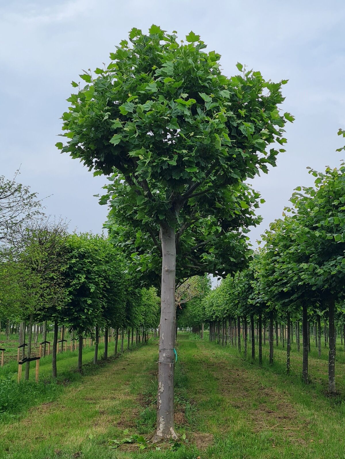 Plataan | Franse knotvorm