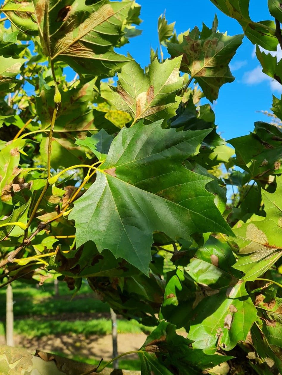 Plataan | Franse knotvorm