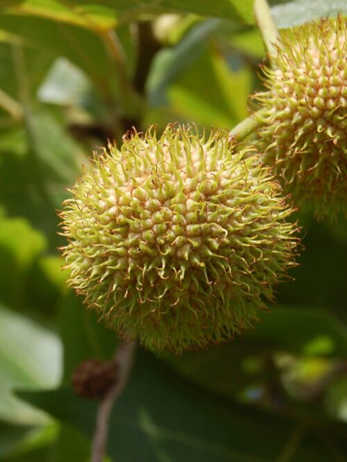 Plataan | Franse knotvorm