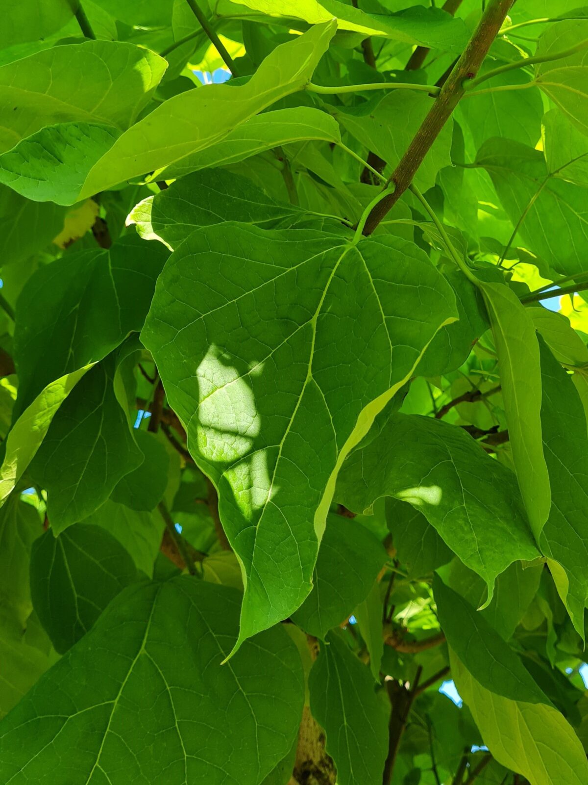 Trompetboom | Bolvorm