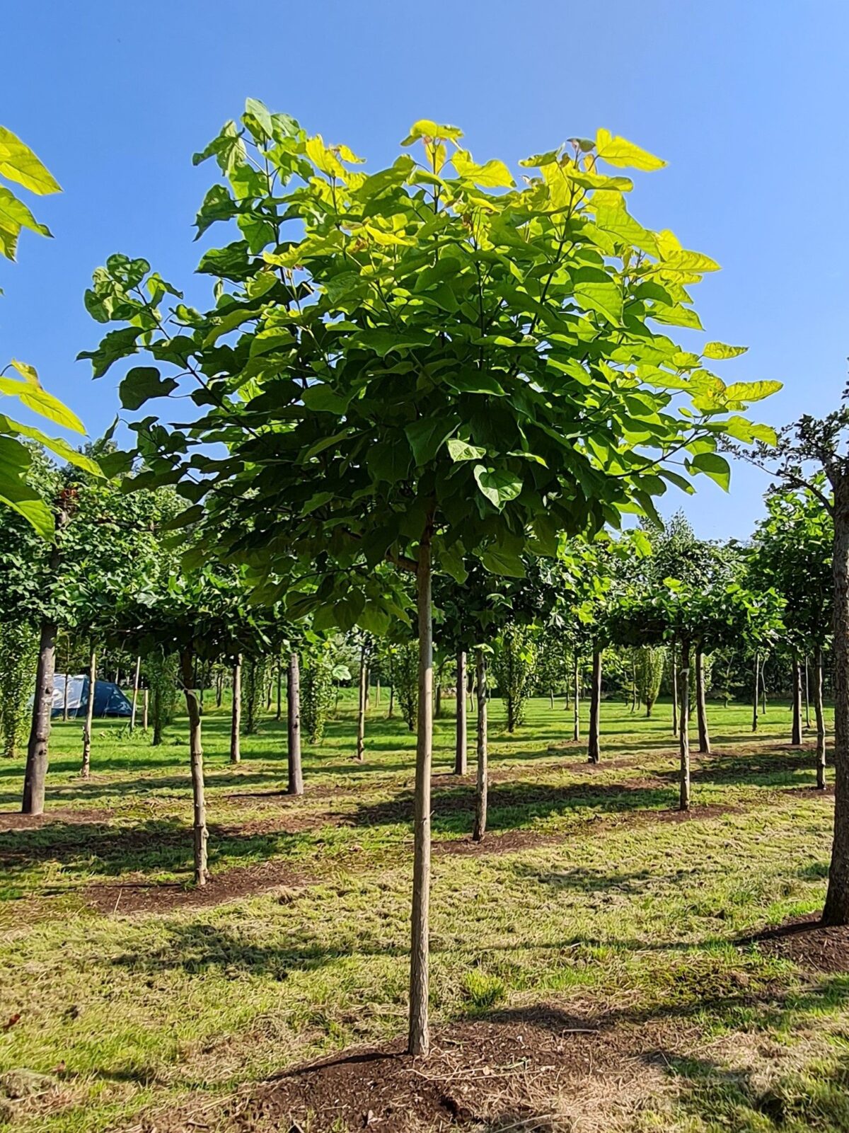 Trompetboom | Bolvorm