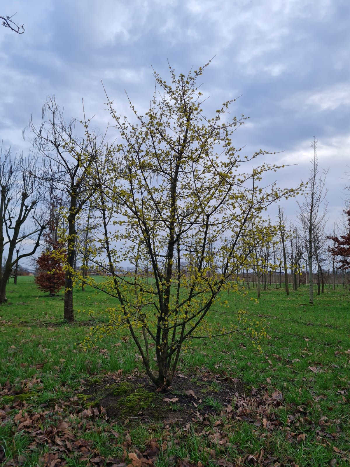 Gele kornoelje | Meerstammig