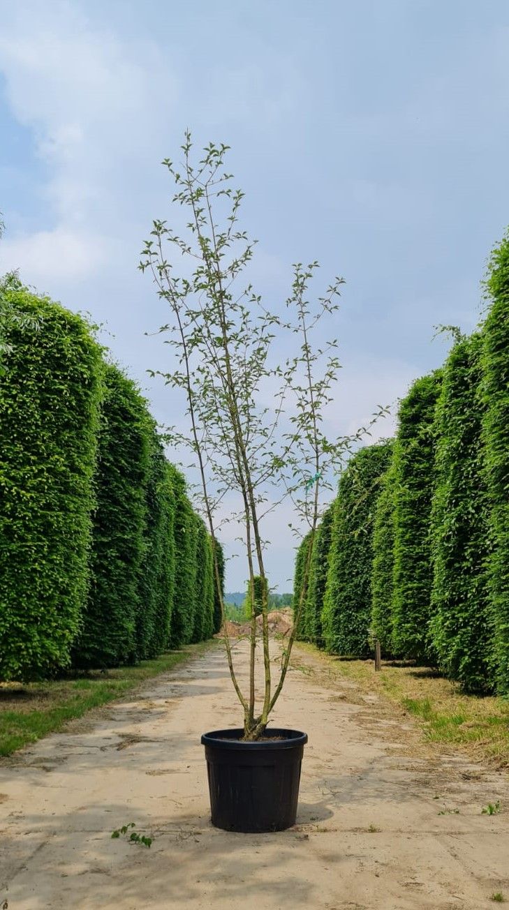 Gele kornoelje | Meerstammig