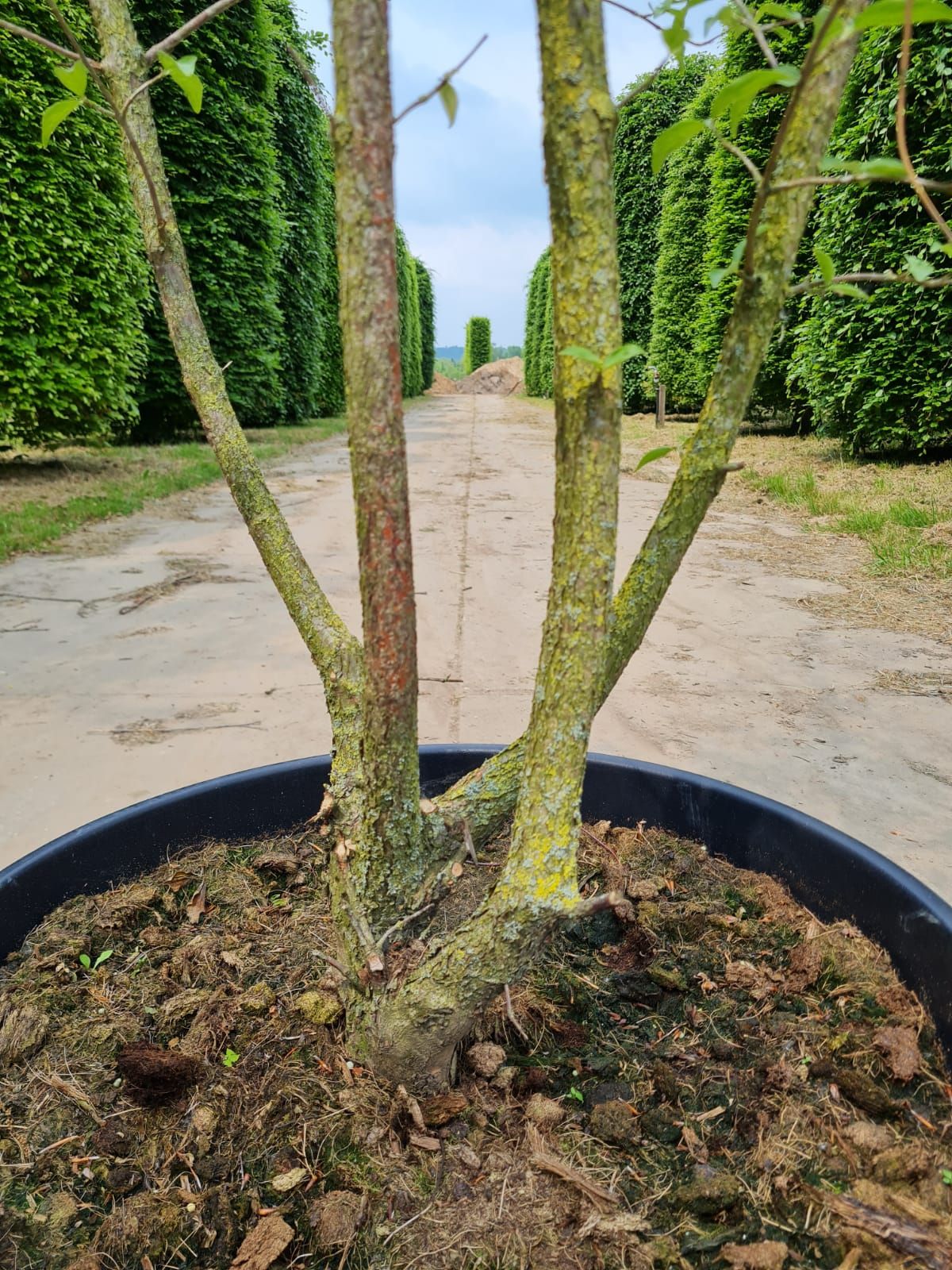 Gele kornoelje | Meerstammig