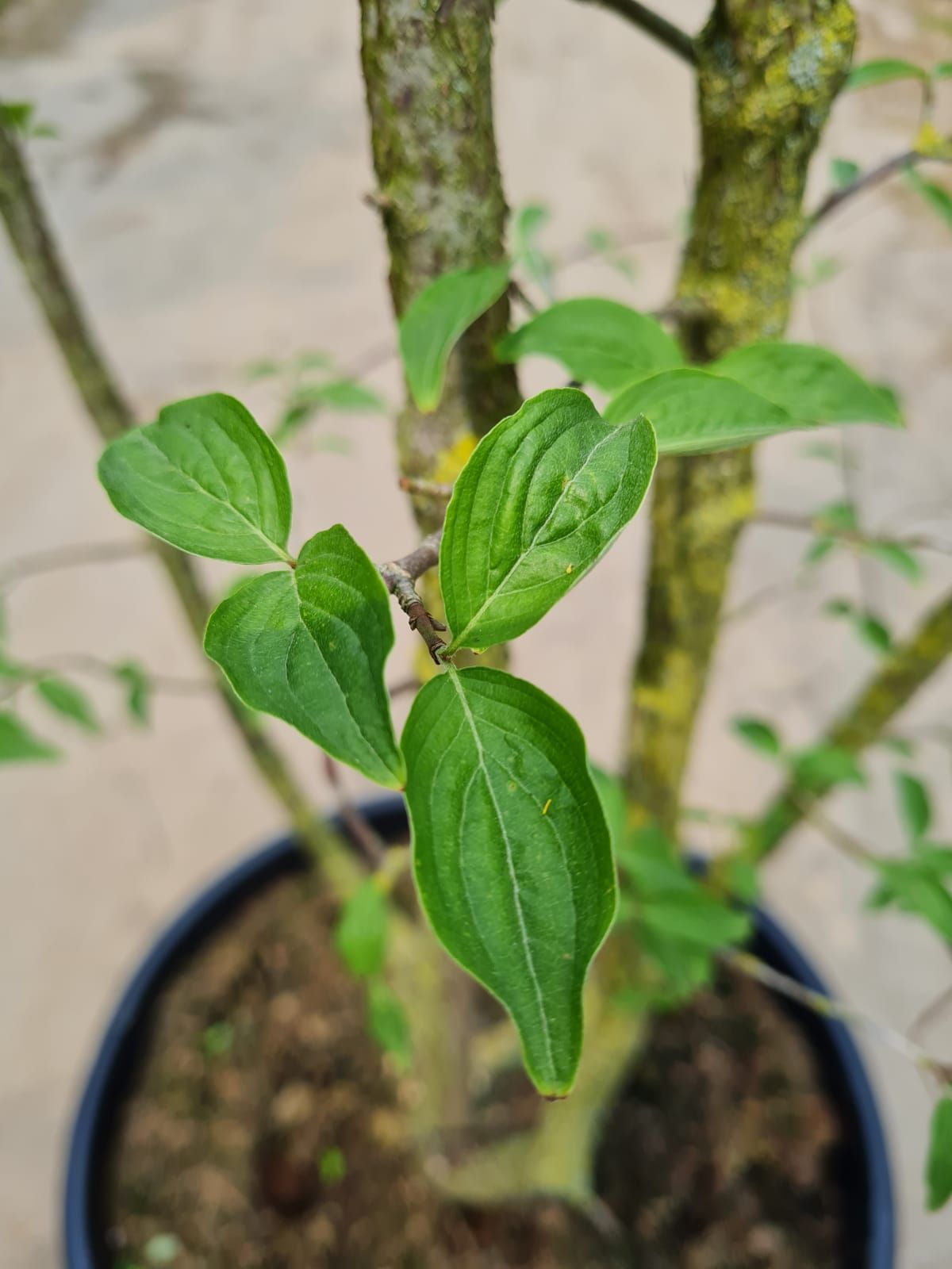 Gele kornoelje | Meerstammig