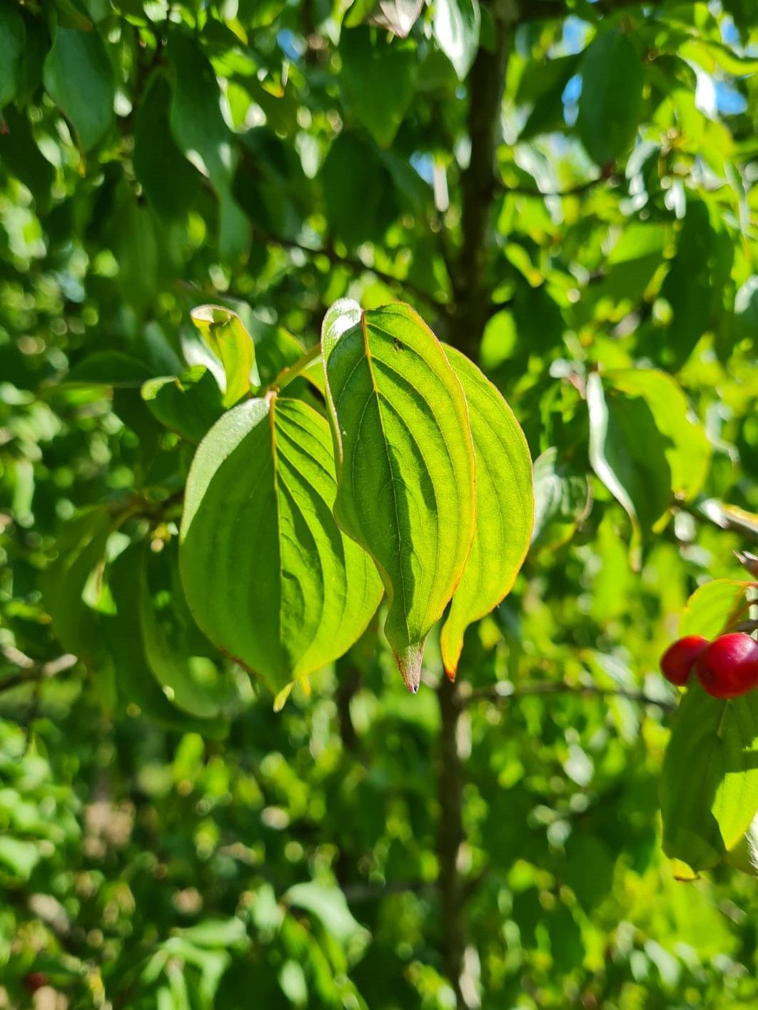 Gele kornoelje | Meerstammig