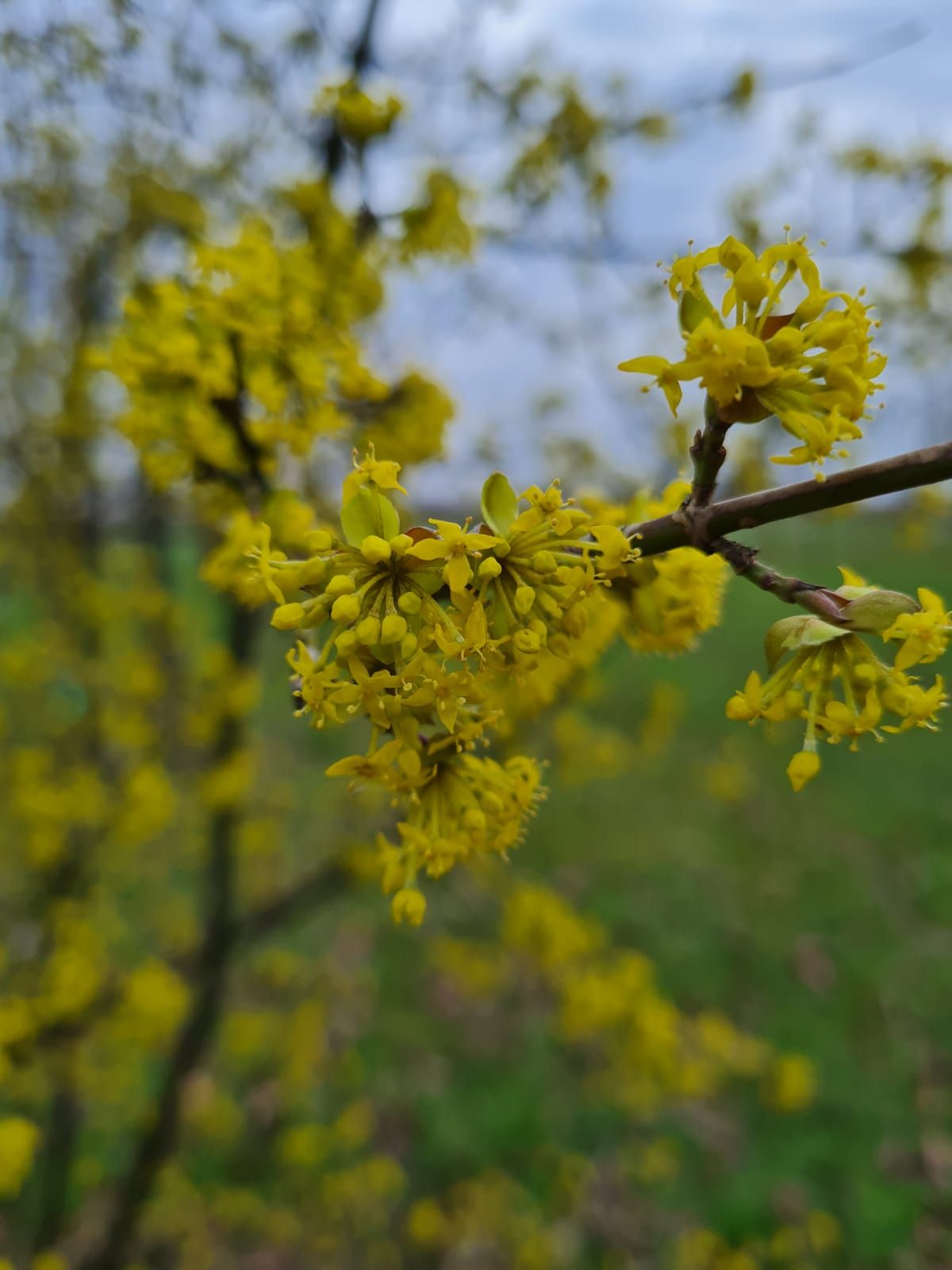 Gele kornoelje | Halfstam