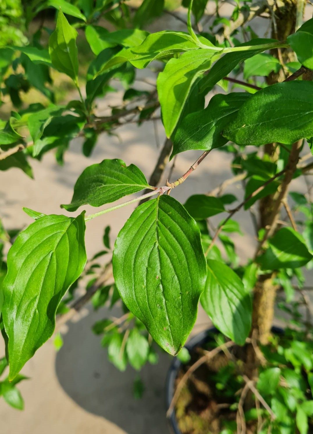 Gele kornoelje | Halfstam