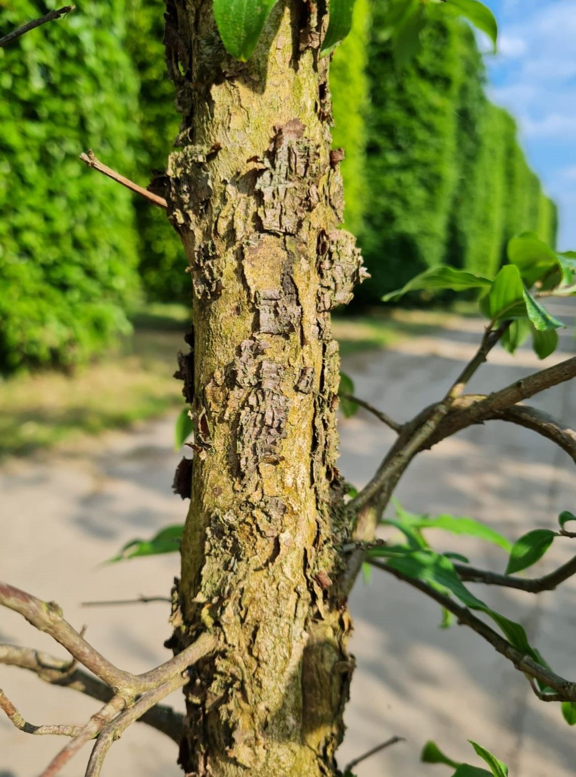 Gele kornoelje | Halfstam