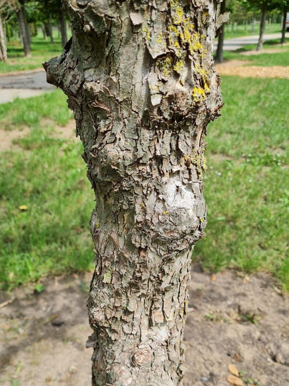 Gele kornoelje | Meerstammig