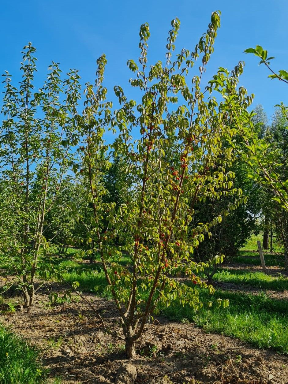 Gele kornoelje | Meerstammig