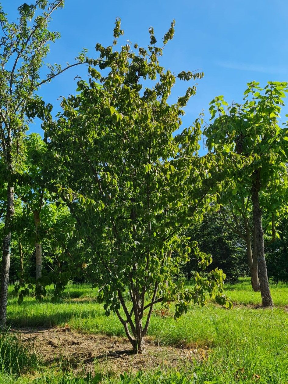 Gele kornoelje | Meerstammig