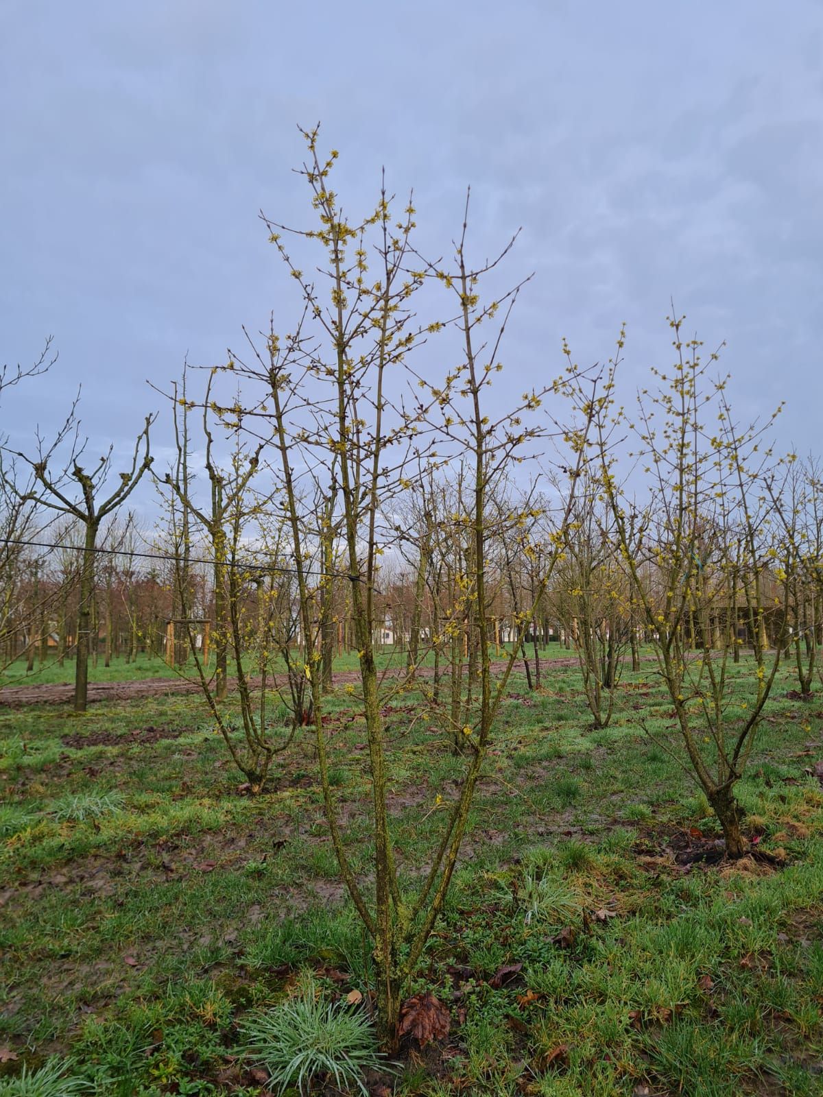 Gele kornoelje | Meerstammig
