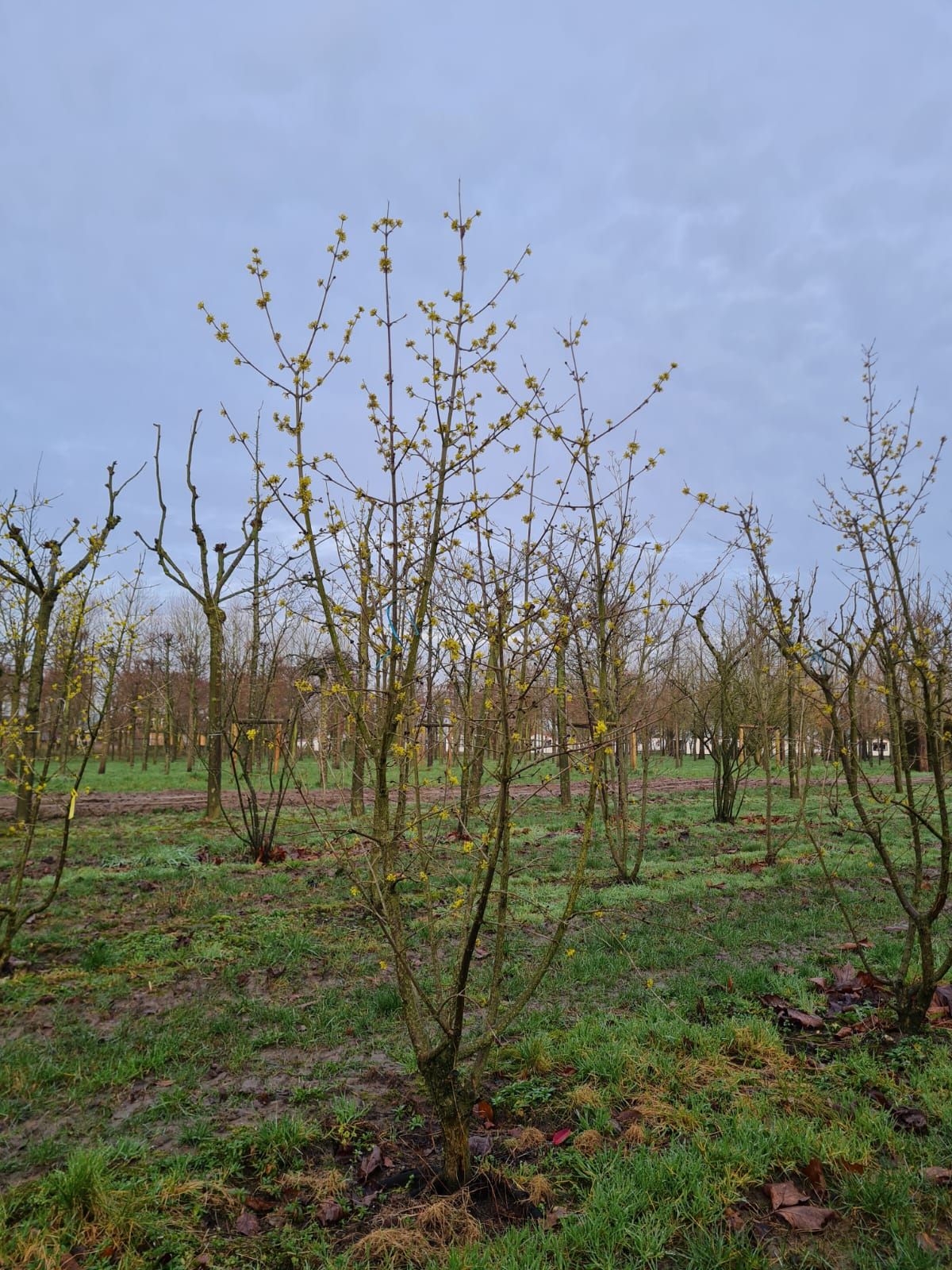 Gele kornoelje | Meerstammig