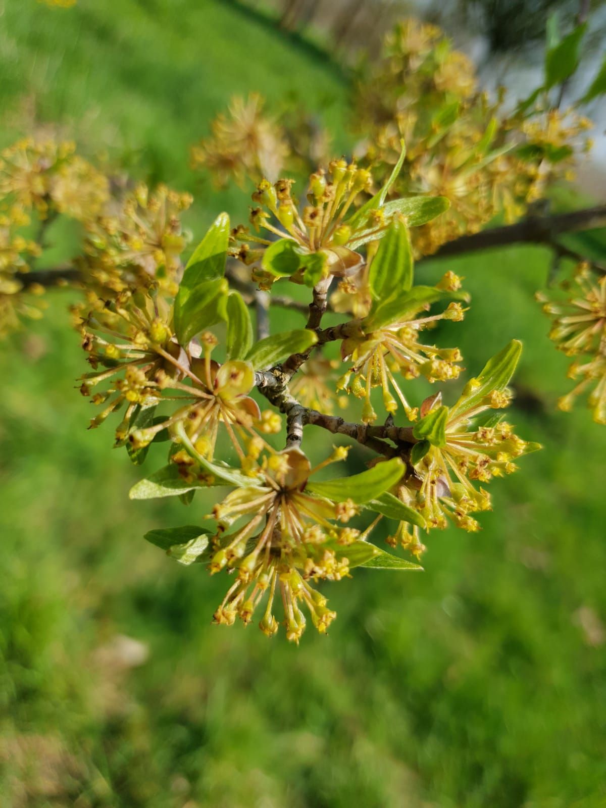 Gele kornoelje | Hoogstam