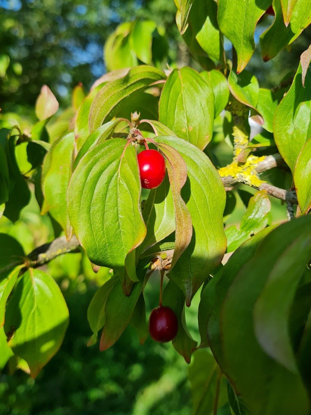 Gele kornoelje | Hoogstam