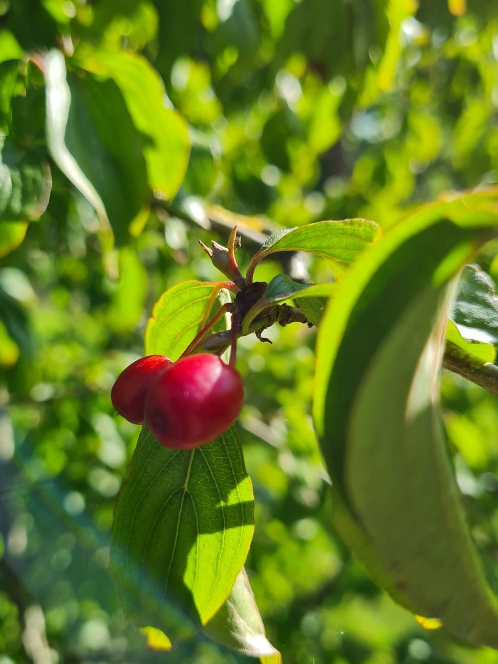 Gele kornoelje | Hoogstam