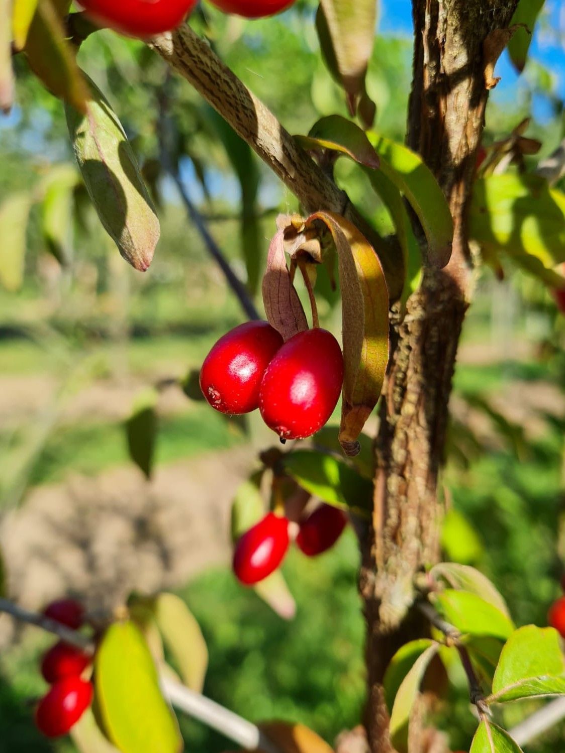 Gele kornoelje | Hoogstam