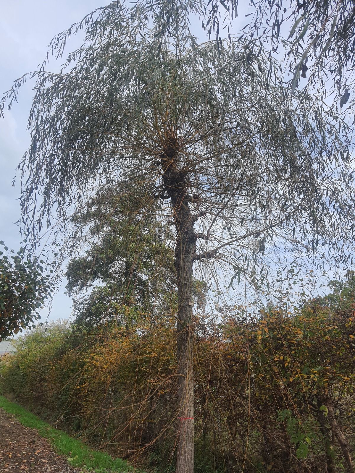 Gele treurwilg | Hoogstam