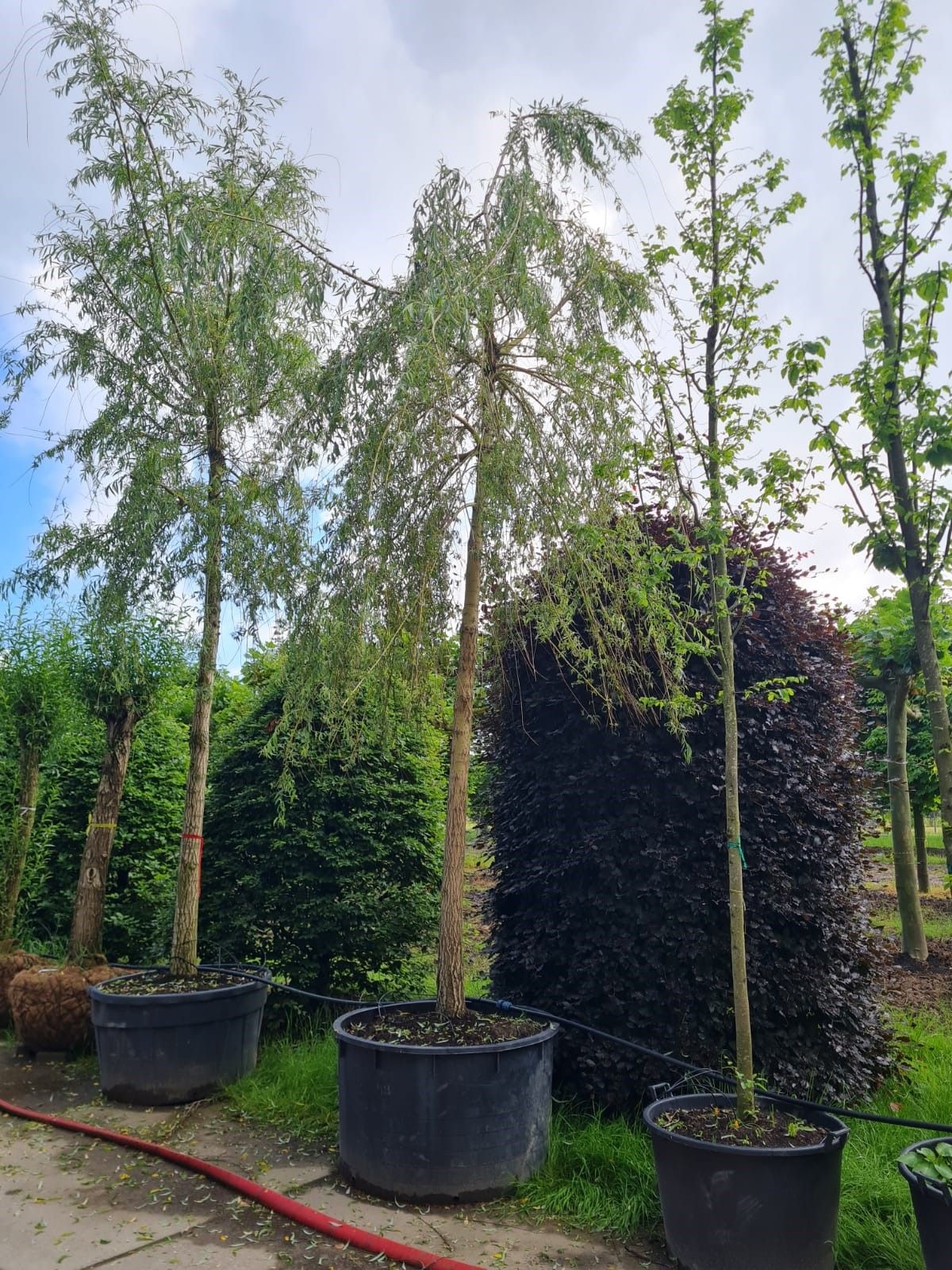 Gele treurwilg | Hoogstam