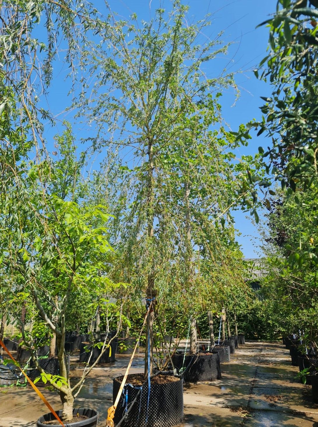 Gele treurwilg | Hoogstam