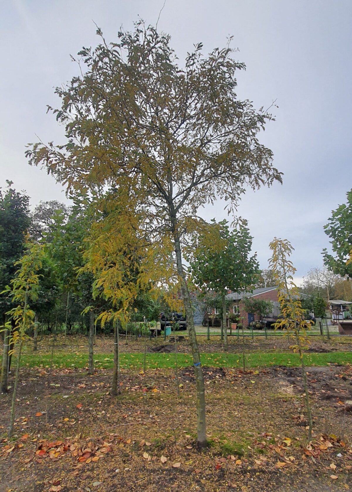 Gele valse Christusdoorn | Hoogstam