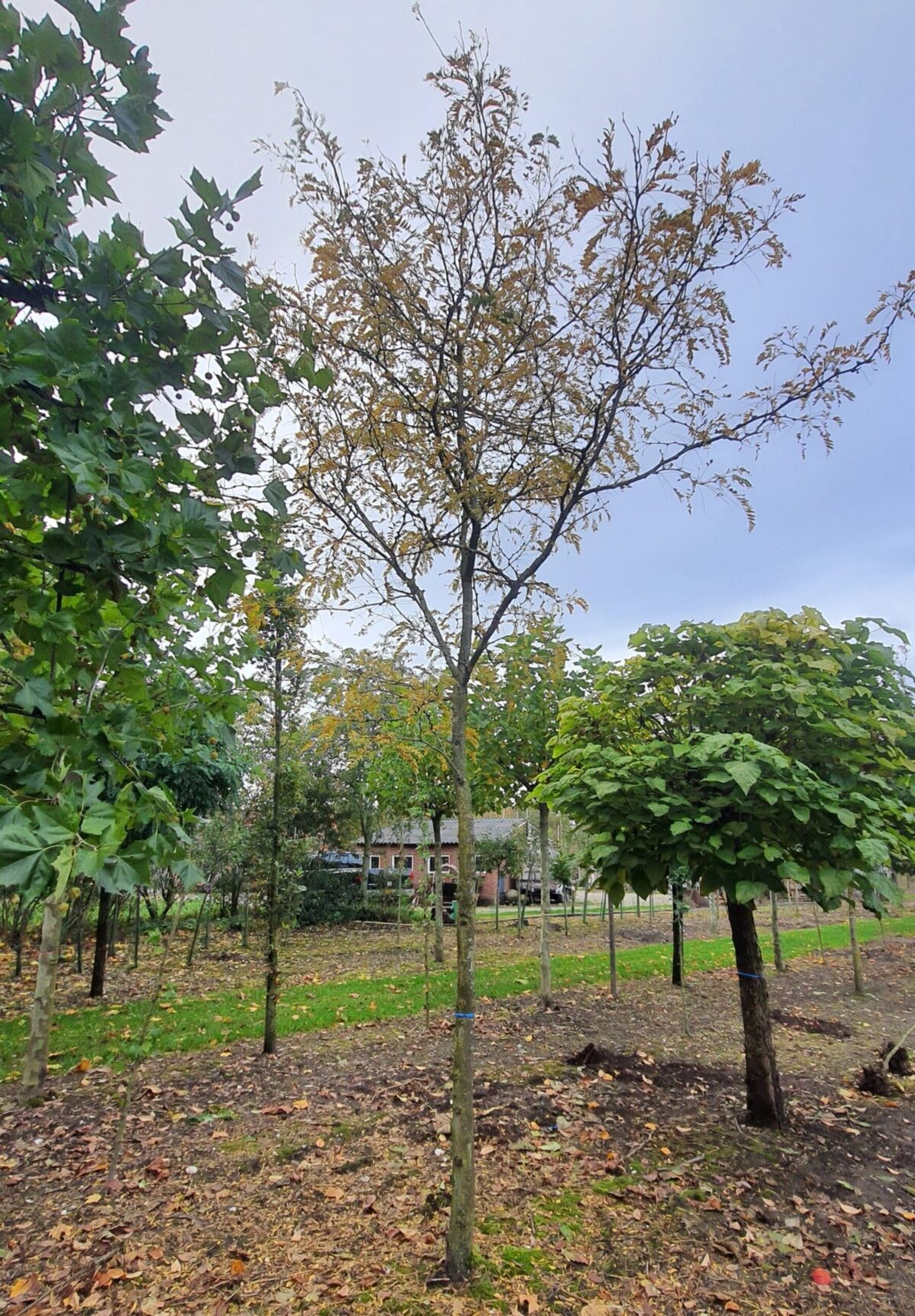 Gele valse Christusdoorn | Hoogstam